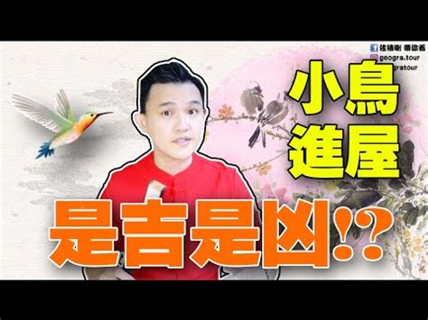 鳥飛進家裡代表什麼|【鳥飛進家裡】家有喜事來了！鳥飛進家裡預示著什麼吉凶？